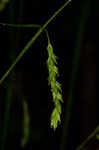 Sharpscale sedge